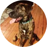 A spotted brown and black mixed breed dog who suffered from Lyme Disease.