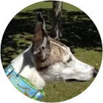 This greyhound named tygon is photographed in what looks like a park, probably strolling around after his chiropractic care for his shoulder and back pain. 