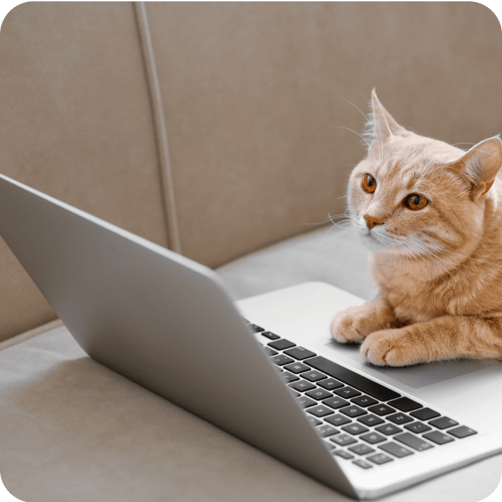 Cat looking at a laptop, perhaps trying to understand the payment terms for its Pet Insurance. 