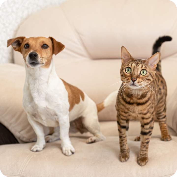A small white and tan dog sits beside a tabby cat on a cream-colored sofa, highlighting the importance of pet insurance that covers serious illnesses like parvo, which can cost thousands to treat without proper coverage.