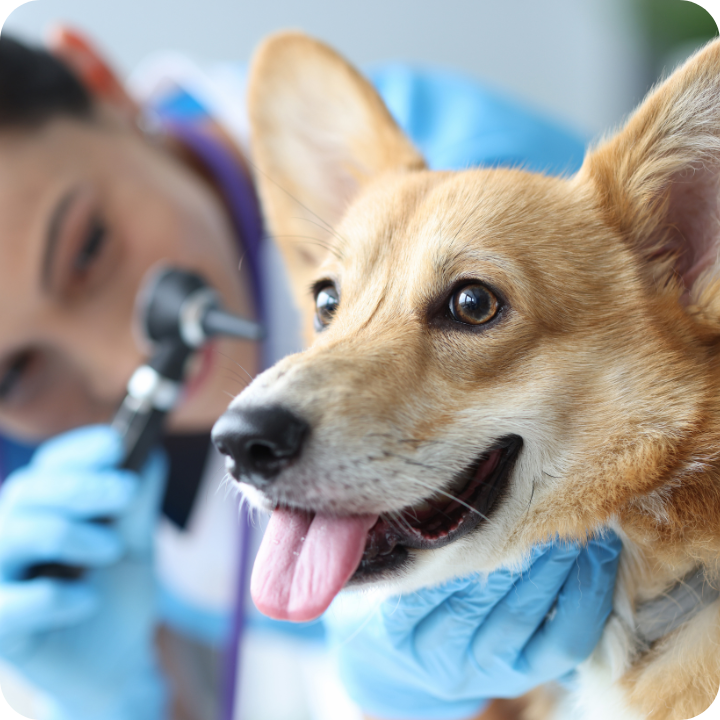 A happy corgi with bright eyes and tongue out receives an ear examination from a veterinarian in blue gloves, depicting the kind of specialized care needed for ear infections that many comprehensive pet insurance policies will cover after deductibles, potentially saving pet owners hundreds on diagnosis and treatment costs.