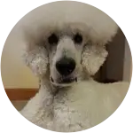 A white standard poodle in the image looking all so serious, suffered from Gastric Dilatation Volvolus or Bloat.