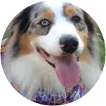 An australian shepherd with blue eyes looking straight into the camera suffers from chronic seizures