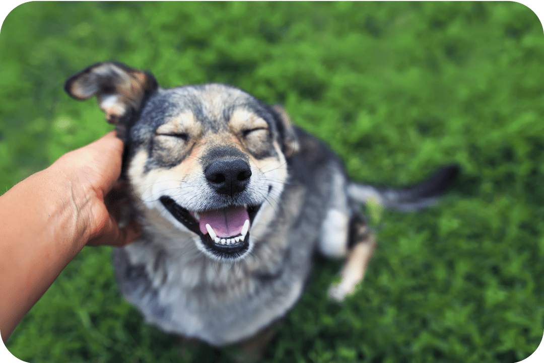 A smiling dog in a field of grass, just happy to be in the company of its' human bestriend who always looks out for him in the best ways possible, such as getting a dog insurance coverage. 