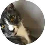 Squirt, the cat with yellow eyes in this image racked up a surprising vet bill after curiosly eating cat litter.