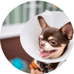 A smiling Chihuahua wearing a protective medical cone collar (E-collar), capturing a moment during post-accident recovery that highlights the importance of pet insurance coverage for veterinary treatments.