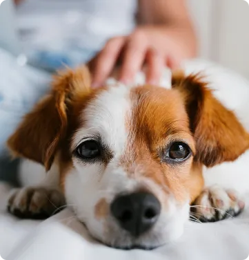 Dog looking at the camera wistfully while receiving gentle care, demonstrating the importance of pet insurance for covering routine check-ups and unexpected veterinary visits keeping him happy and healthy.