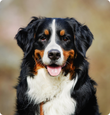 Bernese Mountain Dog smiling at the camera 