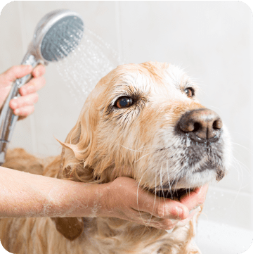 A Golden Retriever enjoying a bath, highlighting the importance of regular grooming as part of comprehensive pet wellness plans
