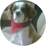 A cavalier King Charles wearing a red scarf while sitting on a white couch has been diagnosed with Luxating Patellas and Hip Dysplasia.