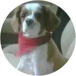 A cavalier King Charles wearing a red scarf while sitting on a white couch has been diagnosed with Luxating Patellas and Hip Dysplasia.