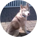 This husky pup named Timber was bit by a neighbor's dog through the fence in the background.