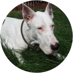 A white great dane afflicted with bacterial pneumonia is laying on a grass as seen in the image.