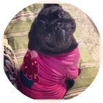 A black pug wearing a pink jacket sitting on a bed suffers from Lobe Torsion.