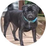 Cadence the black-colored pug with a blue collar on his neck underwent surgery and radiation.