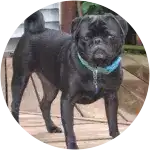 Cadence the black-colored pug with a blue collar on his neck underwent surgery and radiation.