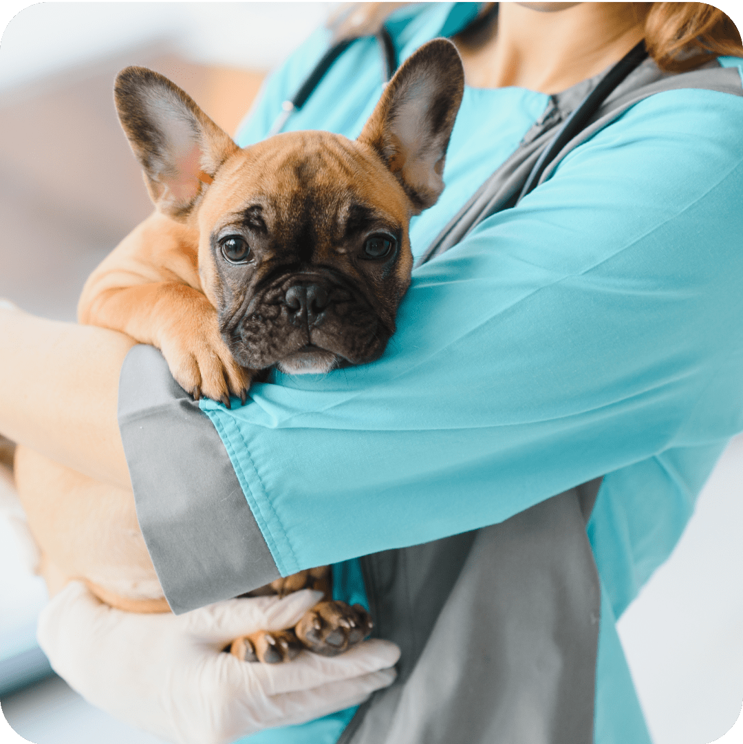 A veterinary professional gently holding a dog, symbolizing the reassurance and clarity provided by pre-certification in pet insurance, helping pet owners confirm coverage before any procedures or testing.