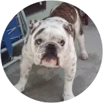 A white and brown english bulldog with hind end paralysis