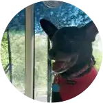 The image shows a black mixed breed dog cleverly named Shadow who experienced Chronic Bronchitis.