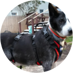 A black and white colored-fur who looks like a tuxedo cat had surgeries and complementary treatments.