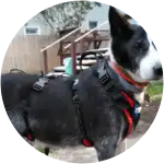 A black and white colored-fur who looks like a tuxedo cat had surgeries and complementary treatments.