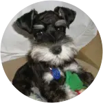 This black-colored fur miniature schnauzer with white mustache looking like the Lorax has a rare metabolic disorder.