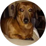 A brown dachshund named Zuzu was found to have a splenic tumor.