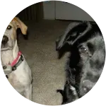 Lexington and Tucker, a gold and a black Labrador Retriever, are sitting on a carpet. Both are covered with wellness care for their regular checkups and vaccinations.