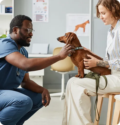 A short brown dog that is being checked by the vet for any signs of illnesses while its owner is worriedly holding him. Luckily, the dog's owner has signed up for pet insurance as early as possible.