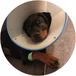 A rottweiler puppy wearing a cone of shame after his routine surgeries.