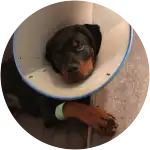 A rottweiler puppy wearing a cone of shame after his routine surgeries.
