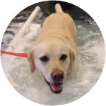 Marbles is seen seemingly swimming in this image for his complementary treatments of hip dysplasia.