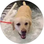 Marbles is seen seemingly swimming in this image for his complementary treatments of hip dysplasia.