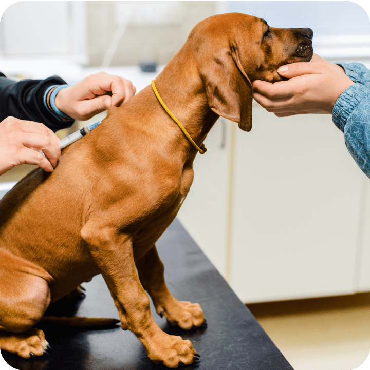 A dog receiving routine care at the vet, showcasing the importance of wellness rewards and optional plans like Embrace’s Wellness Rewards for covering regular checkups and preventive care in pet insurance.