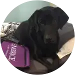 A black labrador retriever who looks so sad had a foreign body ingestion. 