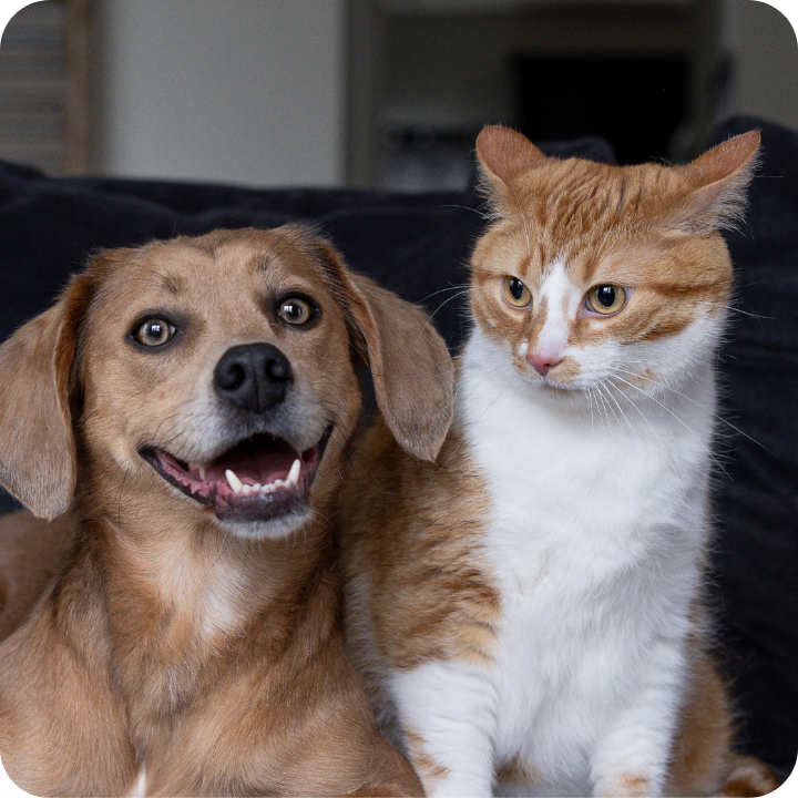 A happy dog and a curious cat sit together on a couch, reflecting the importance of pet insurance coverage for treatments like allergy shots, including Cytopoint and Apoquel, as well as allergy testing for conditions commonly affecting pets.
