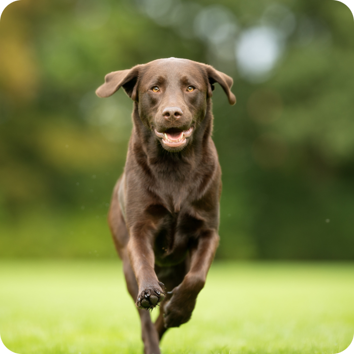A happy chocolate Lab races across a sunny lawn, living his best life with a big smile and bouncy paws - exactly what every pet parent hopes to see when their furry friend is healthy and protected. In this case, protected with a pet insurance that covers hip dysplasia.