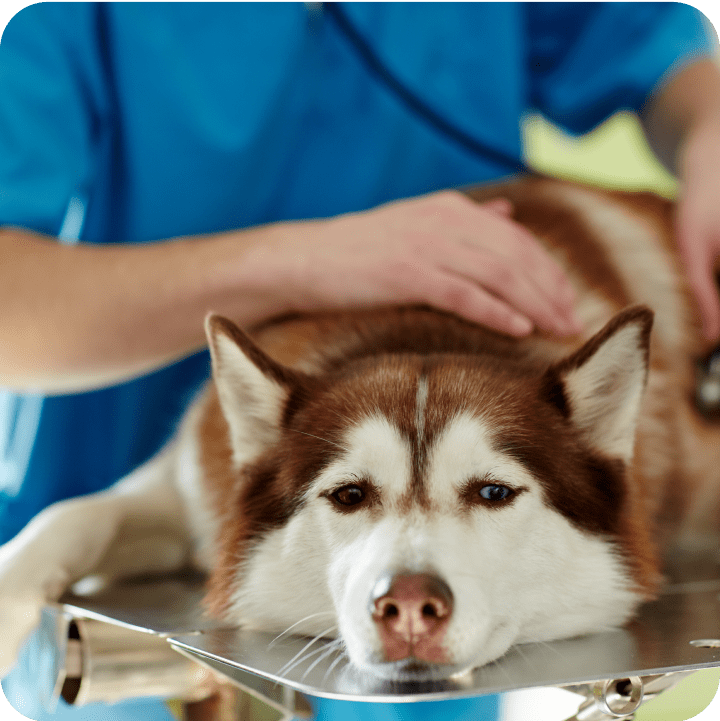 A sad dog being examined at the vet, highlighting the importance of understanding annual and per-incident limits in pet insurance to ensure adequate coverage for ongoing veterinary care.