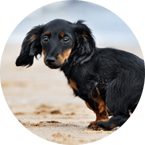 A Miniature-Dachshund on the beach