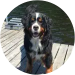 Baloo, a bernese mountain dog smiling happily on the dock of a lake has a genetic condition of a soft palate resection.