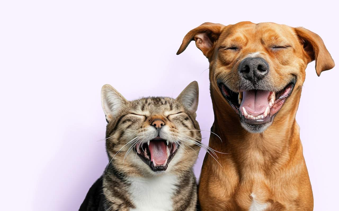 A dog and cat smiling because they know they are covered by Embrace Pet Insurance.