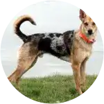 This dog named Elliot Cool wearing a red collar while standing on grass needed a hip replacement surgery.