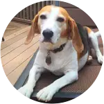 A beagle lounging on their recliner in the balcony suffered from raisin intoxication. 