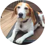 A beagle lounging on their recliner in the balcony suffered from raisin intoxication. 