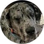 This gray great dane mix named tundra had postoperative complications after coming home from being neautered, thankfully he got pet insurance to cover it.