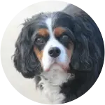 A black and white Cavalier King Charles Spaniel diagnosed with Pancreatitis.