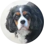 A black and white Cavalier King Charles Spaniel diagnosed with Pancreatitis.