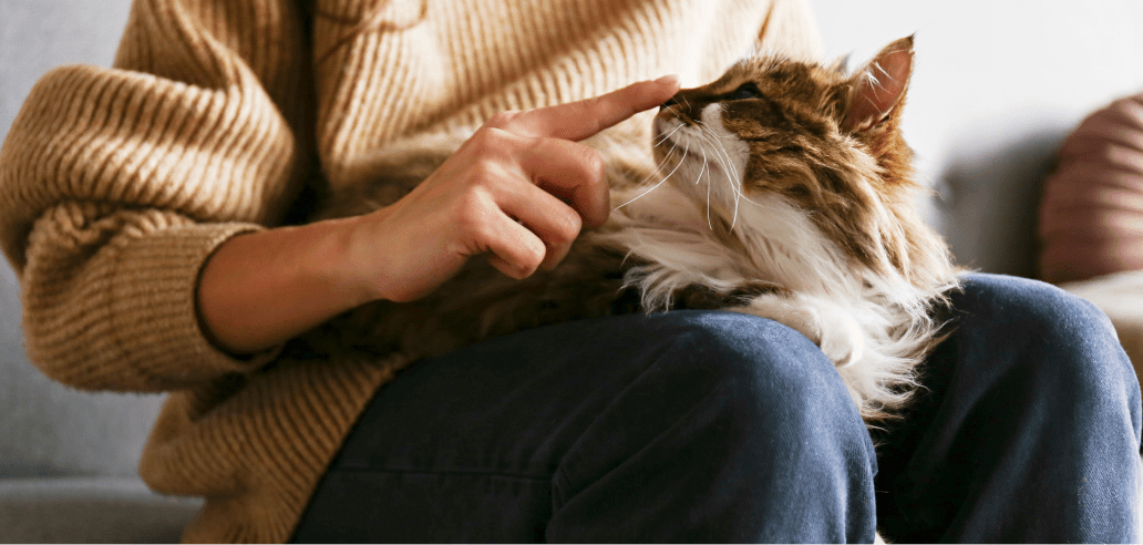 A person in a warm beige knit sweater gently pets their relaxed orange and white senior cat