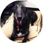 This Scottish Deerhound Rawley happily sitting on his own bed is smiling at his owner who got him pet insurance and saved his life for the better after developing pneumonia. 