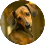 In this image, a miniature dachshund named Hilda looks sad, seemingly staring at something, possibly in pain after a dental dilemma.